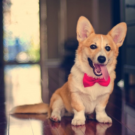 dapper puppy